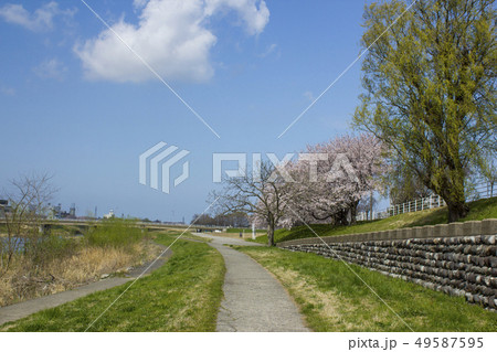 犀川河川敷の桜 49587595