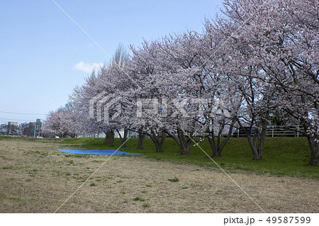 犀川河川敷の桜 犀川河川敷の桜 49587599