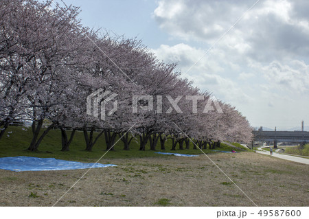 犀川河川敷の桜 49587600