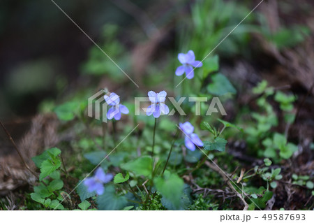 コタチツボスミレ コタチツボスミレ 49587693