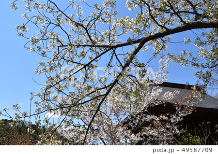 大船観音　慈光堂　鎌倉市 49587709