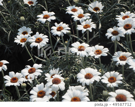 春の白いお花の花畑 春の白いお花の花畑 49587712