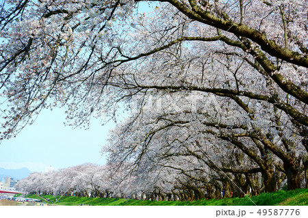 桜満開(福井・足羽川堤防) 桜満開(福井・足羽川堤防) 49587776