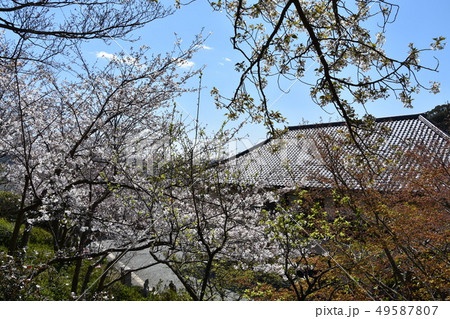 大船観音　鎌倉市 49587807