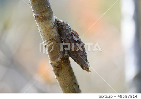 蓑虫 蓑虫 49587814