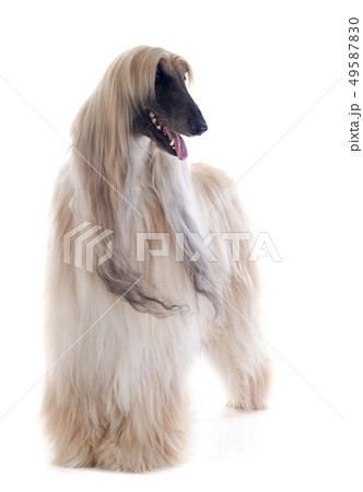 afghan dog 49587830