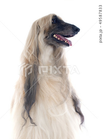 afghan dog 49587833