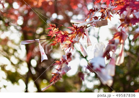 紅葉と陽の光 49587836