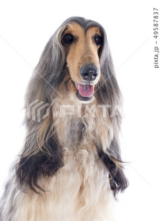 afghan dog 49587837
