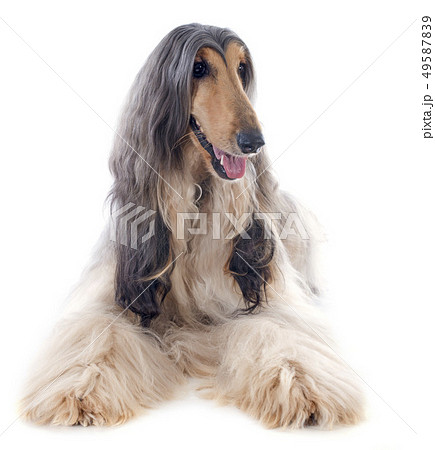 afghan dog 49587839