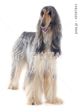 afghan dog afghan dog 49587841