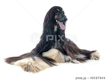 afghan dog 49587844