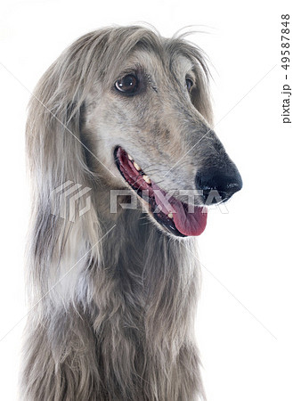 afghan dog 49587848