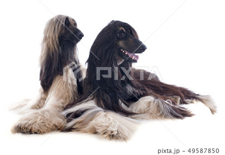 afghan dogs 49587850