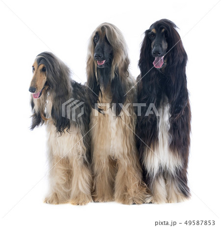 afghan dogs 49587853