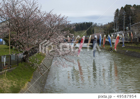 能瀬川公園の桜と鯉のぼり 能瀬川公園の桜と鯉のぼり 49587954