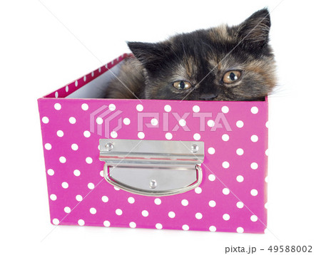 Exotic Shorthair kitten 49588002