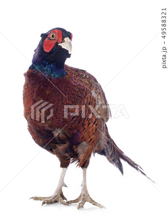 Male European Common Pheasant Male European Common Pheasant 49588321