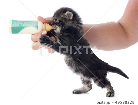 sucking kitten 49588329