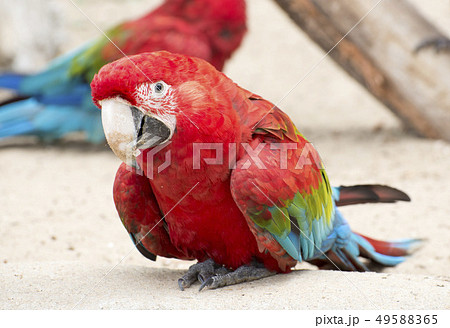 Scarlet Macaw Parrot Scarlet Macaw Parrot 49588365