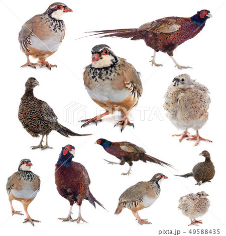 game birds game birds 49588435