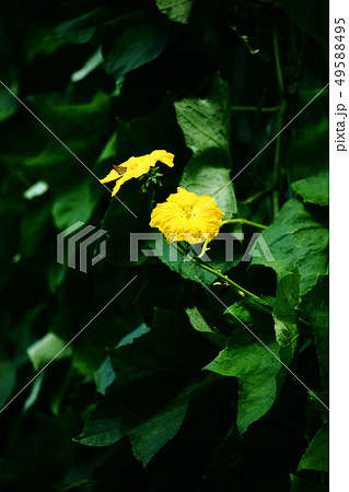野菜 ヘチマの花 野菜 ヘチマの花 49588495