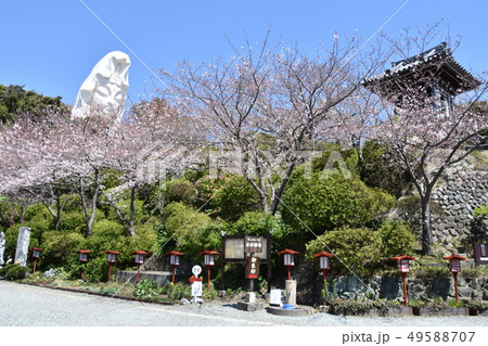 大船観音と桜 鎌倉市 大船観音と桜 鎌倉市 49588707