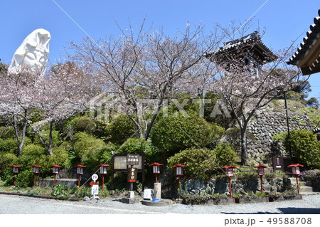 大船観音と桜　鎌倉市 49588708