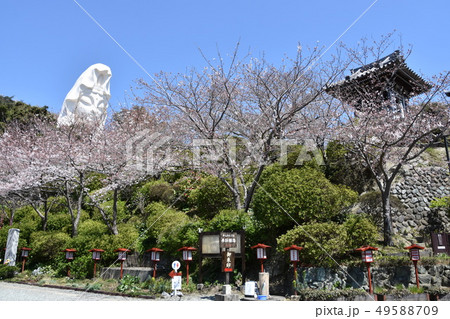 大船観音と桜 鎌倉市 大船観音と桜 鎌倉市 49588709