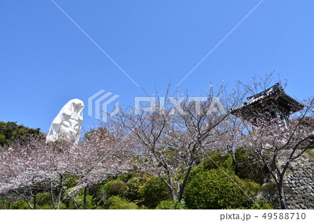 大船観音と桜　鎌倉市 49588710