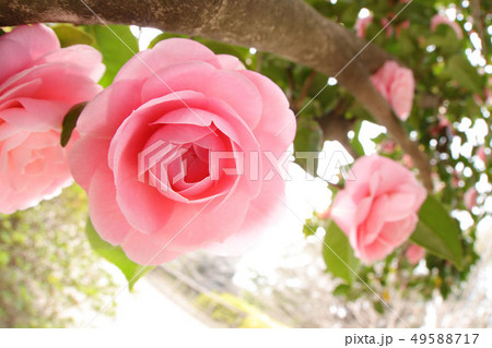 ツバキ ツバキ 49588717