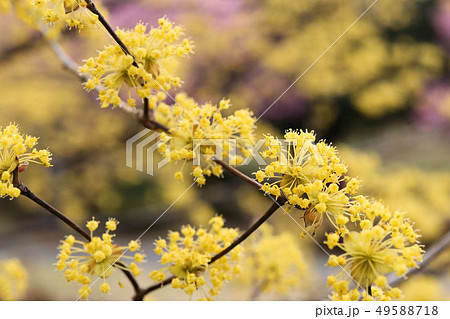 サンシュ サンシュ 49588718