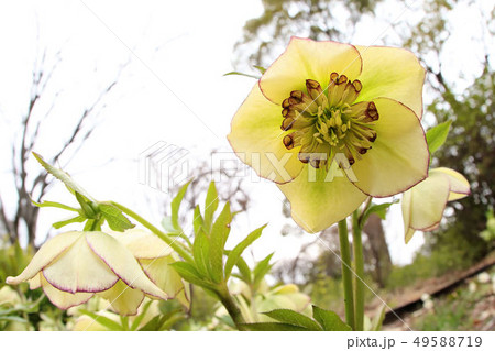 クリスマスローズ 49588719