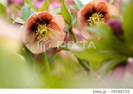 クリスマスローズ 49588720