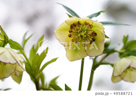 クリスマスローズ 49588721