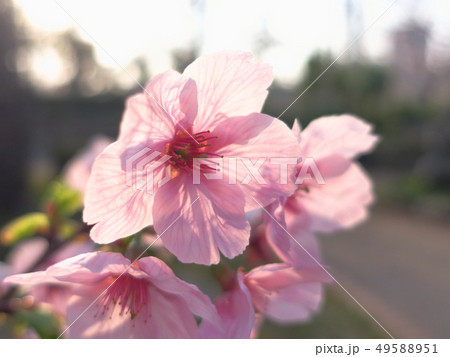 朝日を浴びてハイキーに開花したピンク色の花(陽光桜 : ヨウコウザクラ) 49588951