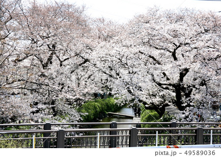二ヶ領用水桜並木 49589036
