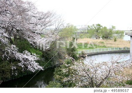 多摩川風景 49589037