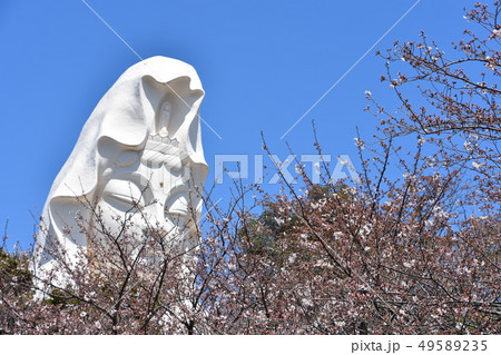 大船観音と桜　鎌倉市 49589235