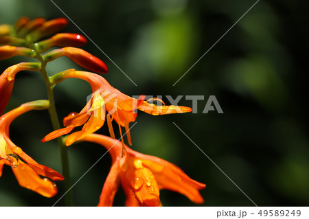 姫檜扇水仙　ひめひおうぎすいせん　檜扇水仙と水滴　モントブレチア 49589249