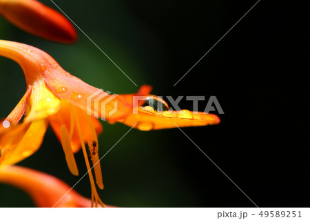 姫檜扇水仙　ひめひおうぎすいせん　檜扇水仙と水滴　モントブレチア 49589251