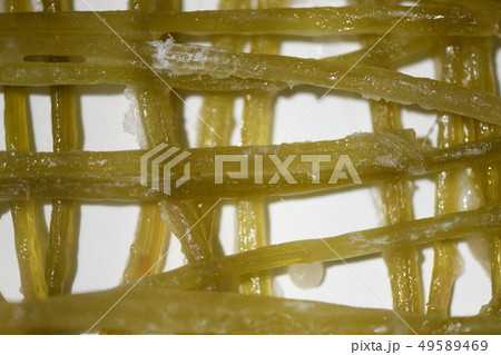 フキの砂糖菓子 フキの砂糖菓子 49589469