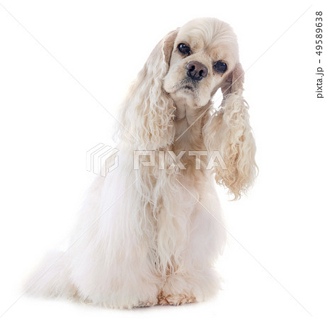 american cocker spaniel american cocker spaniel 49589638
