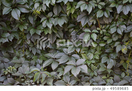 Green leaves of wild grape 49589685