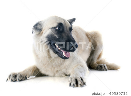 belgian shepherd tervueren belgian shepherd tervueren 49589732