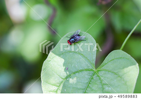 葉っぱに止まる蝿 ハエ クロバエ オビキンバエ 銀バエ 葉っぱに止まる蝿 ハエ クロバエ オビキンバエ 銀バエ 49589883