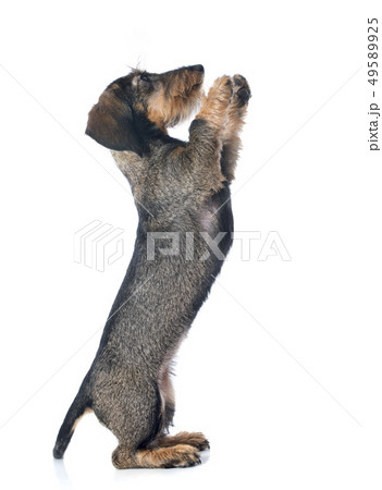 puppy Wire haired dachshund 49589925