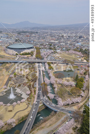 桜満開の前橋公園 49589993