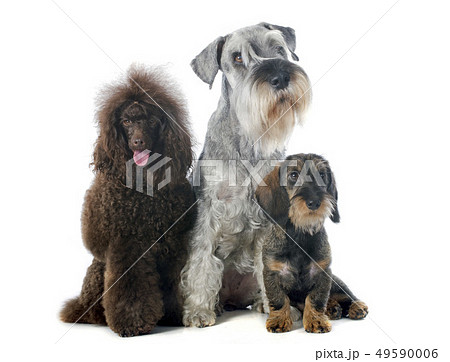 three dogs 49590006