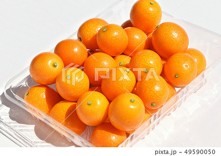 キンカン（金柑） 49590050